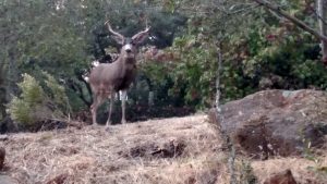 Buck during firestorm 20171009_180900209